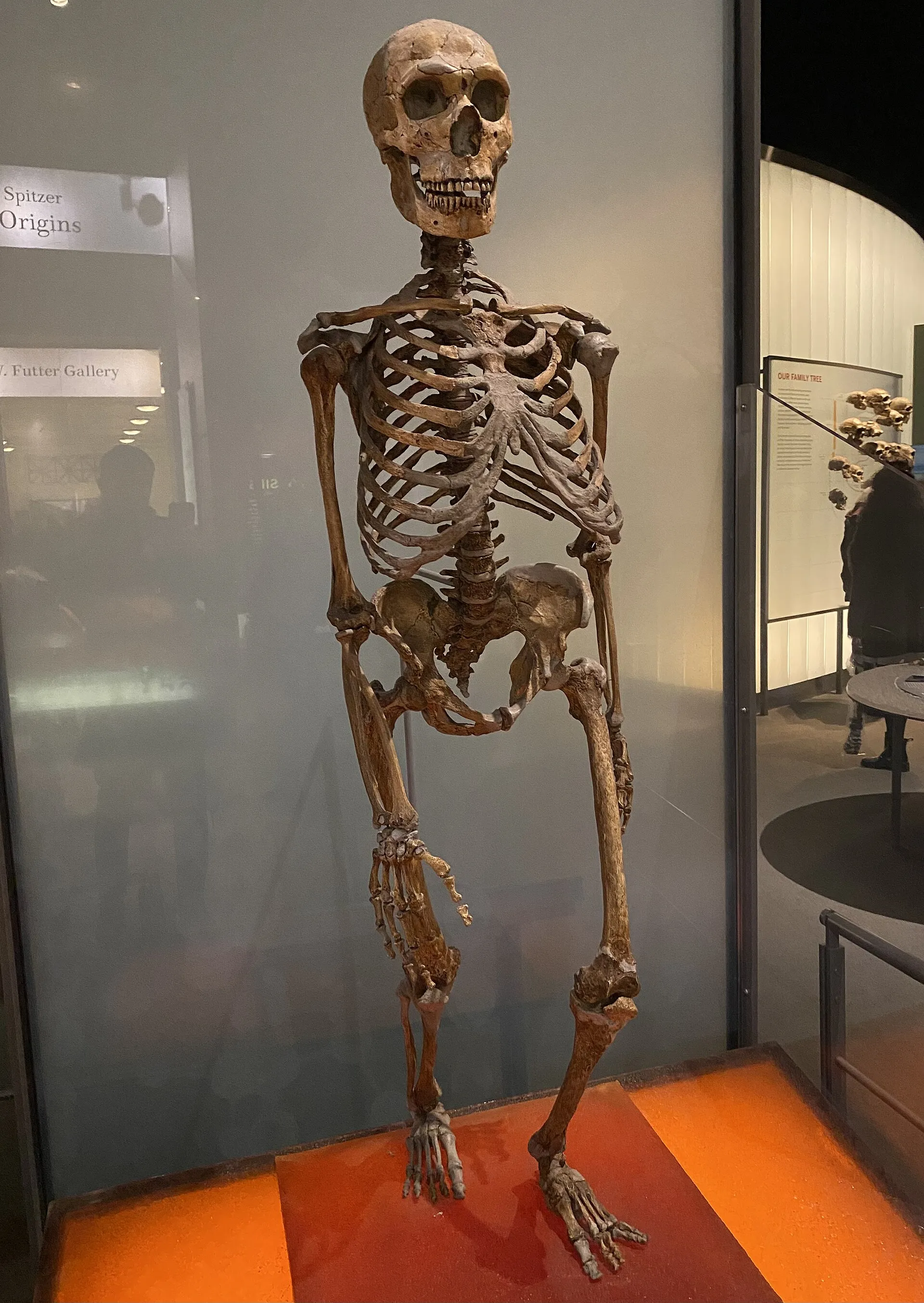 Neanderthal remains in Stajnia Cave historical image 1
